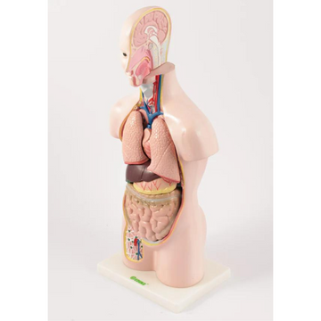 Tors człowieka model anatomiczny 10 częściowy - 1/2 naturalnej wielkości EDUKO