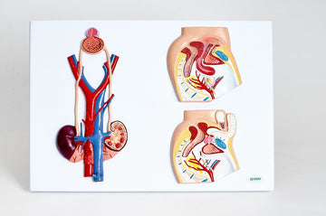 Model układ moczowo-płciowy kobiecy i męski - przekrój na tablicy EDUKO