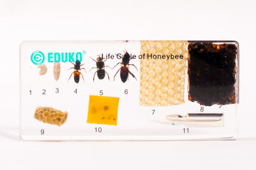Pszczoła - rozwój i produkty - preparat EDUKO