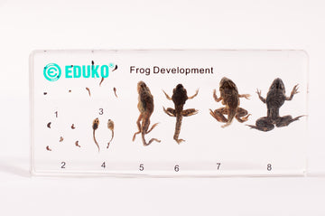 Żaba - rozwój - preparat EDUKO