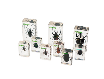 Chrząszcze - konstruowanie klucza dychotomicznego - zestaw badawczy + scenariusz EDUKO