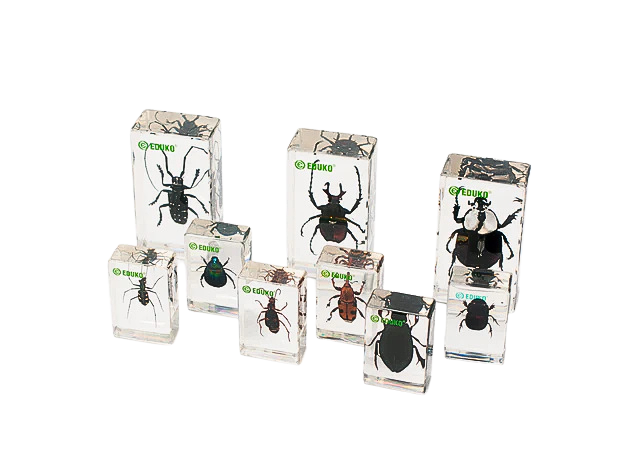 Chrząszcze - konstruowanie klucza dychotomicznego - zestaw badawczy + scenariusz EDUKO