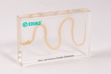 Wąż - szkielet - preparat EDUKO