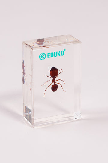Mrówka - preparat EDUKO