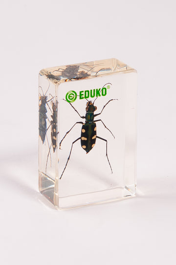 Trzyszcz - chrząszcz - preparat EDUKO