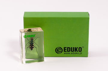 Trzyszcz - chrząszcz - preparat EDUKO