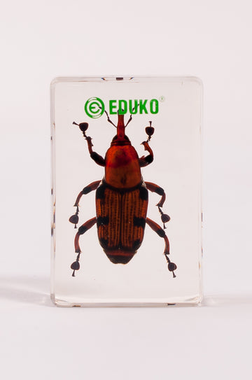 Ryjkowiec - chrząszcz - preparat EDUKO