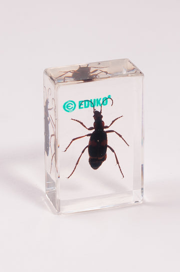 Biegacz - chrząszcz - preparat EDUKO