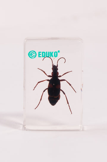 Biegacz - chrząszcz - preparat EDUKO