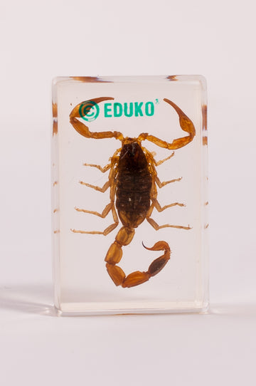 Skorpion - preparat EDUKO