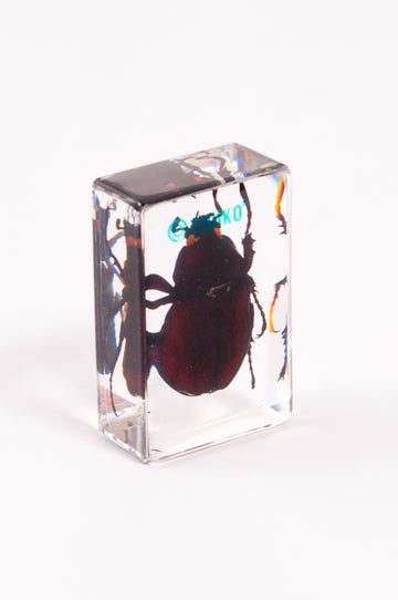 Rohatyniec - chrząszcz - preparat EDUKO