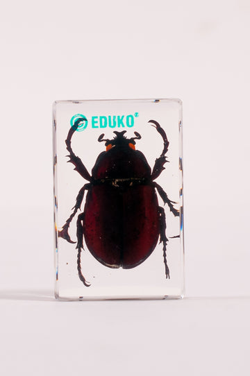 Rohatyniec - chrząszcz - preparat EDUKO