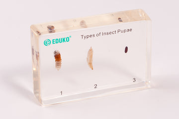 Poczwarki owadów - preparat EDUKO