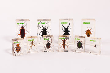 Szkodniki owadzie - zestaw EDUKO