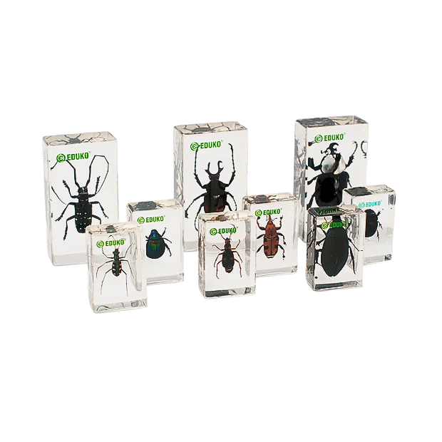 Chrząszcze - konstruowanie klucza dychotomicznego - zestaw badawczy + scenariusz EDUKO