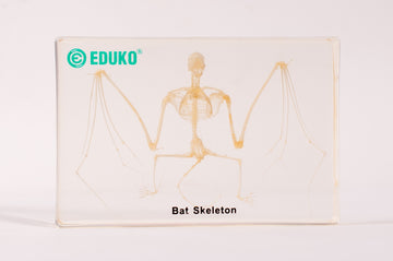 Nietoperz - szkielet - preparat EDUKO