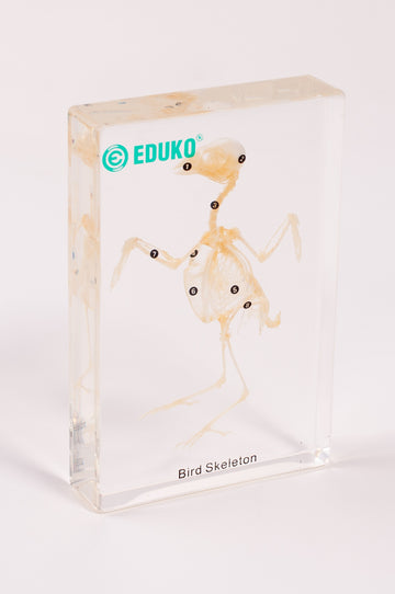 Ptak - szkielet EDUKO
