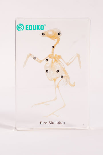 Ptak - szkielet EDUKO
