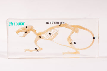 Szczur - szkielet - preparat EDUKO