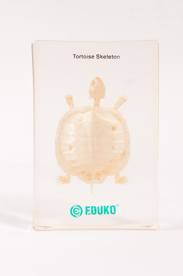 Żółw - szkielet - preparat EDUKO