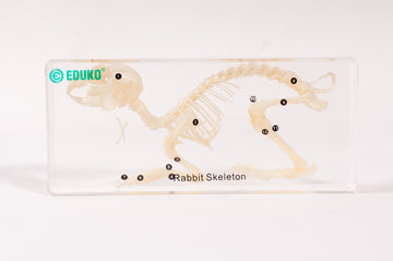 Królik - szkielet - preparat EDUKO