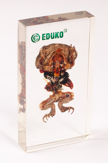 Żaba - dysekcja - preparat EDUKO