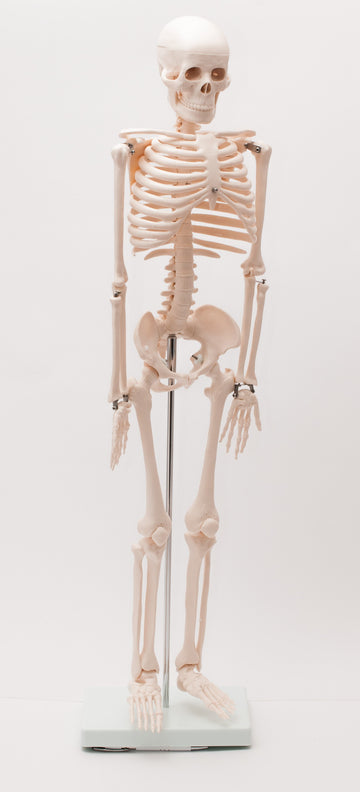 Szkielet człowieka z mostkiem 85 cm EDUKO
