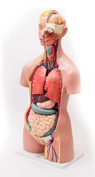 Tors człowieka naturalnej wielkości - 24 części EDUKO
