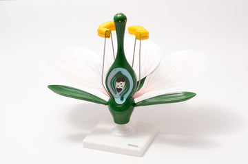 Model kwiatu brzoskwini EDUKO