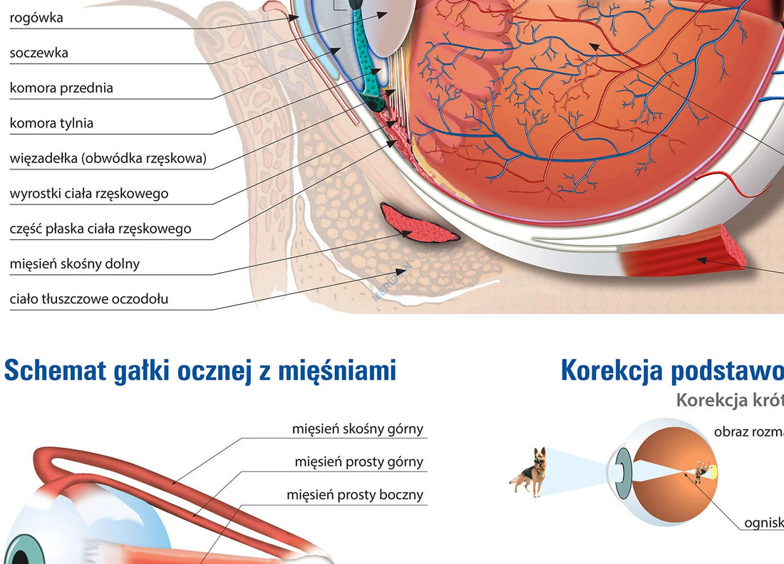 Budowa oka i zmysł wzroku - plansza dydaktyczna