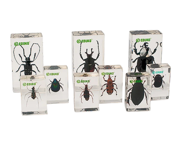 Chrząszcze - konstruowanie klucza dychotomicznego - zestaw badawczy + scenariusz EDUKO