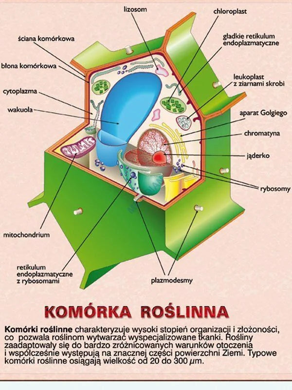 DUO: Komórki - jednostki życia - ścienna plansza dydaktyczna - zdjęcie 3