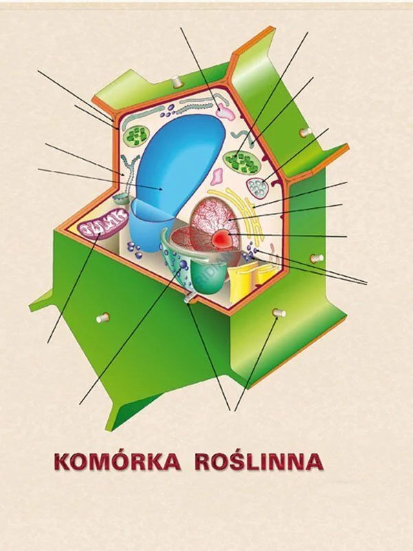 DUO: Komórki - jednostki życia - ścienna plansza dydaktyczna - zdjęcie 5