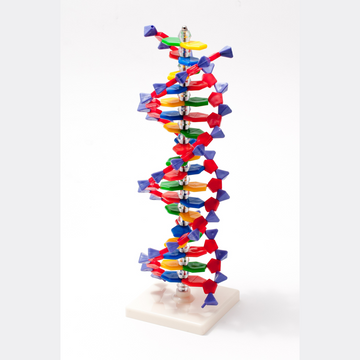 Model DNA EDUKO