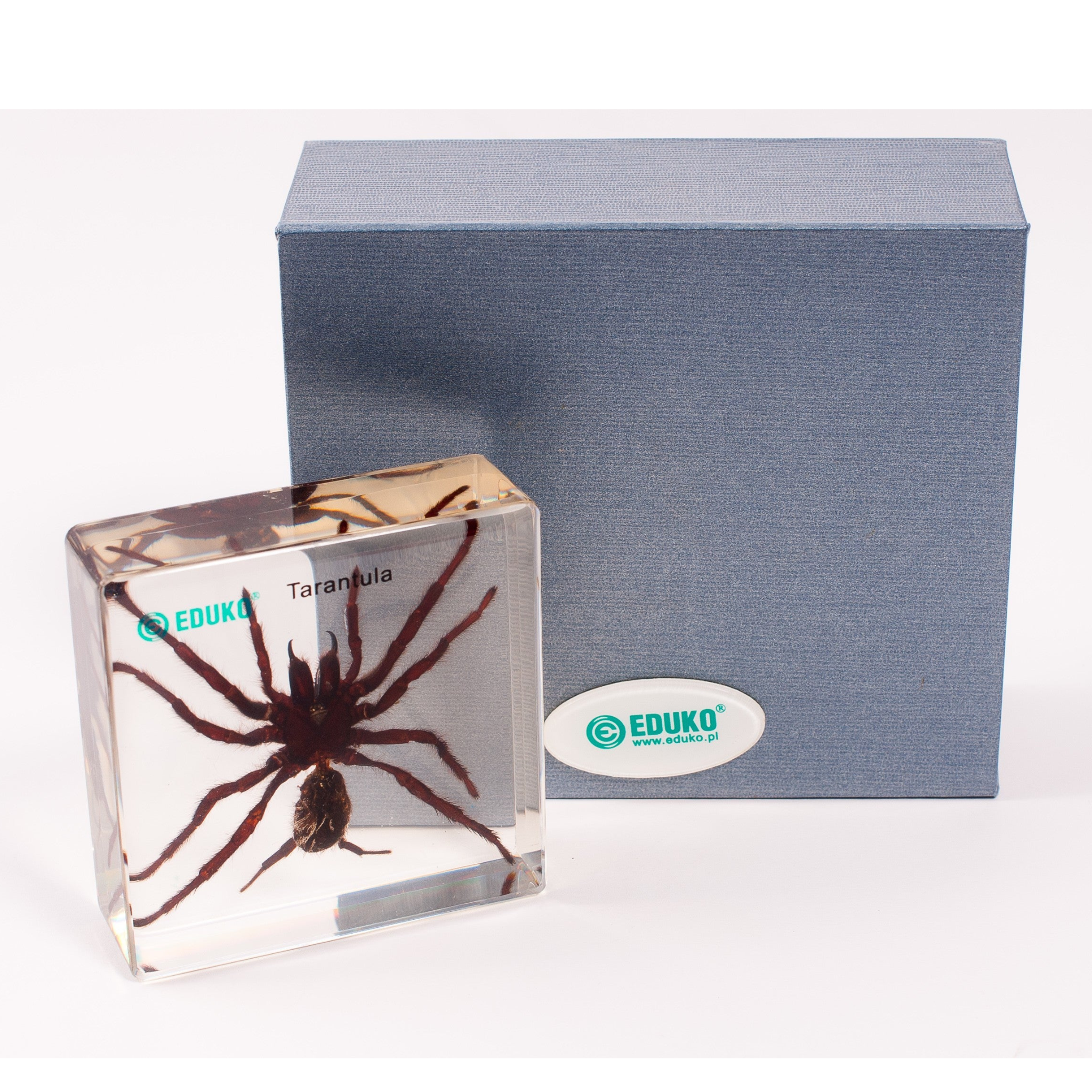 Tarantula - preparat EDUKO