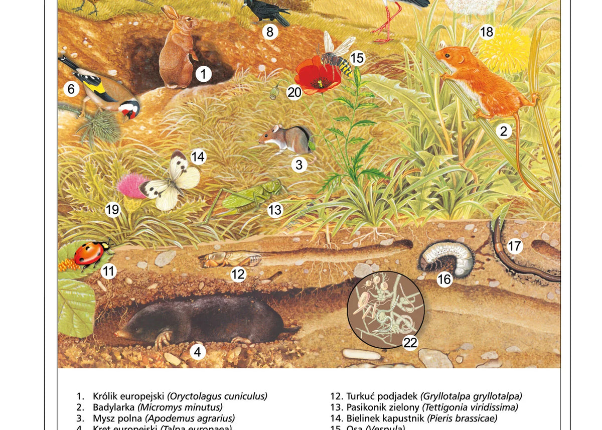 Ekosystem łąki i pola - plansza dydaktyczna - zdjęcie 2