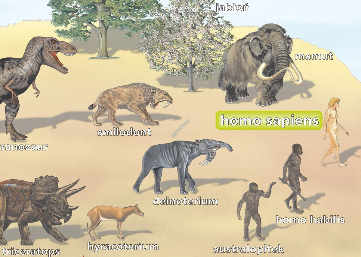 Ewolucja świata ożywionego - plansza dydaktyczna - zdjęcie 2