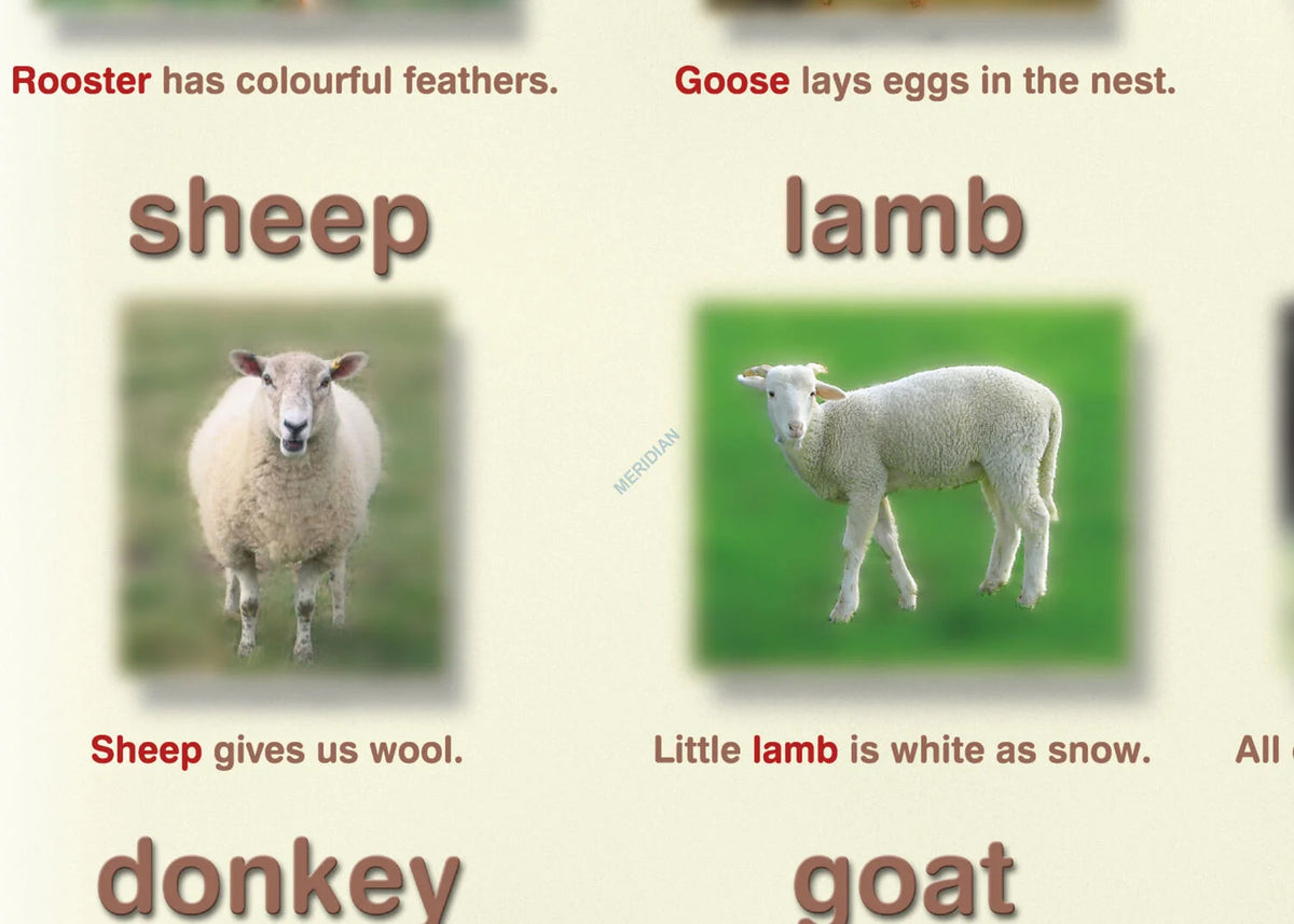 Farm animals and pets - plansza dydaktyczna w języku angielskim - zdjęcie 2