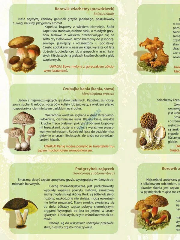 Grzyby jadalne - plansza dydaktyczna - zdjęcie 2