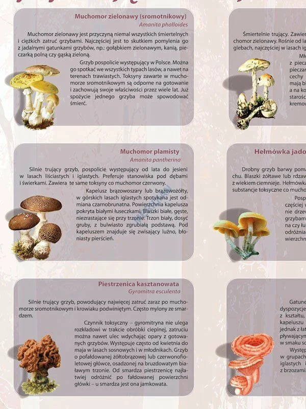 Grzyby trujące i niejadalne - plansza dydaktyczna - zdjęcie 2