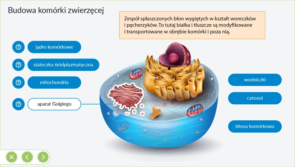 Interaktywne Plansze Przyrodnicze Biologia (kl. 5-8), plansza 1