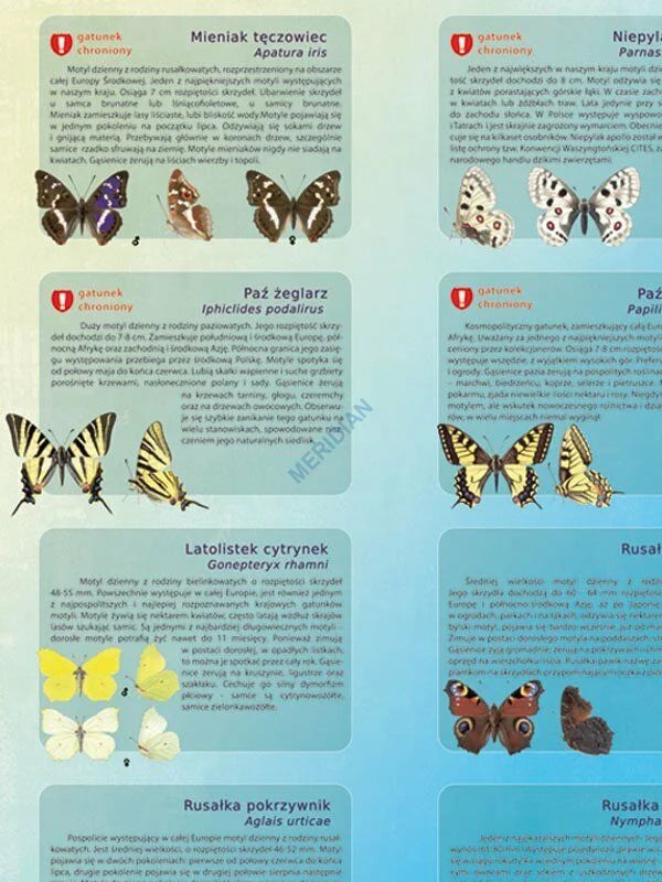 Motyle dzienne i nocne - plansza dydaktyczna - zdjęcie 2