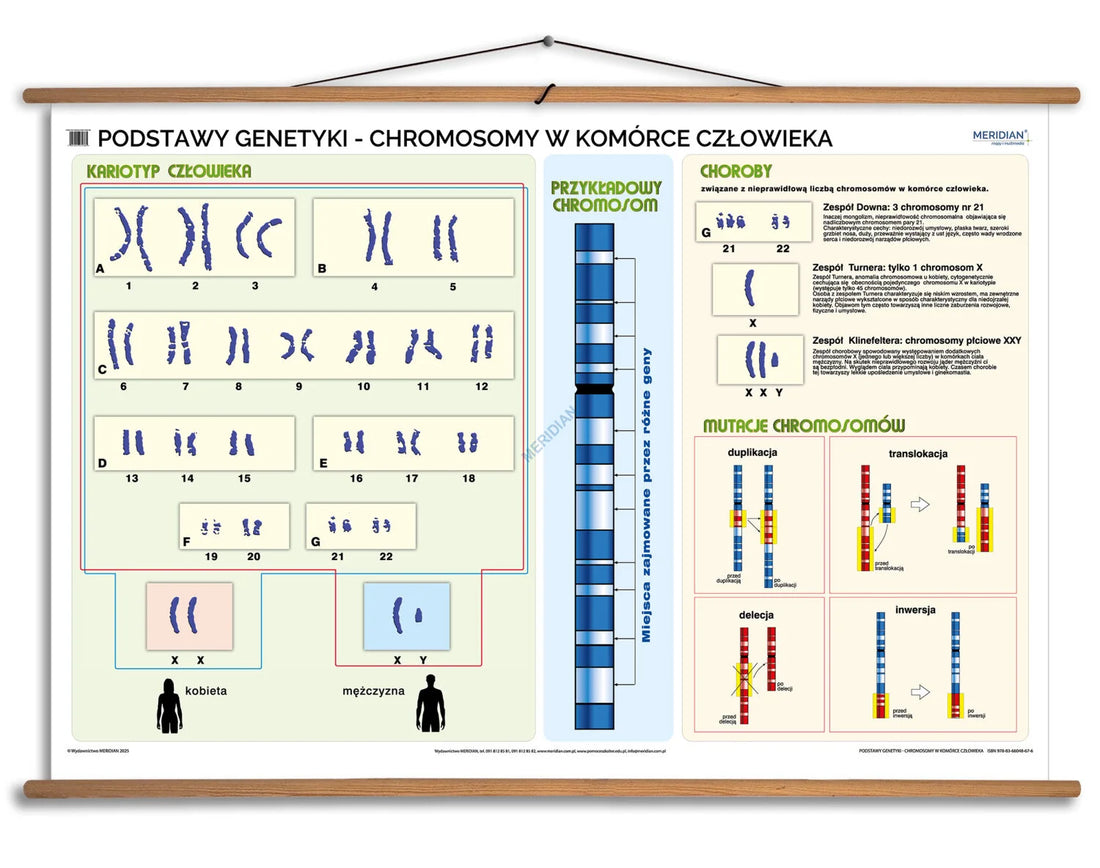 Podstawy genetyki - chromosomy w komórce człowieka - plansza dydaktyczna