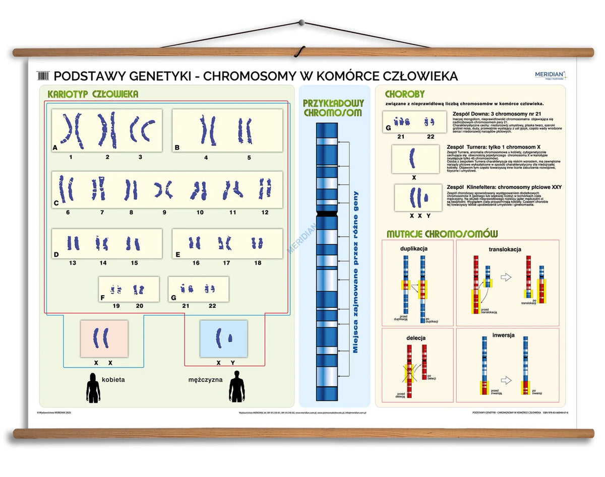 Podstawy genetyki - chromosomy w komórce człowieka - plansza dydaktyczna