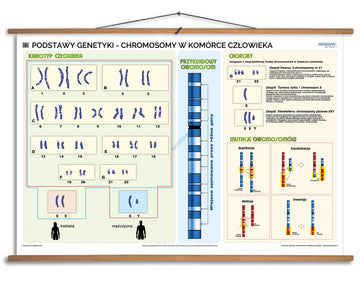 Podstawy genetyki - chromosomy w komórce człowieka - plansza dydaktyczna