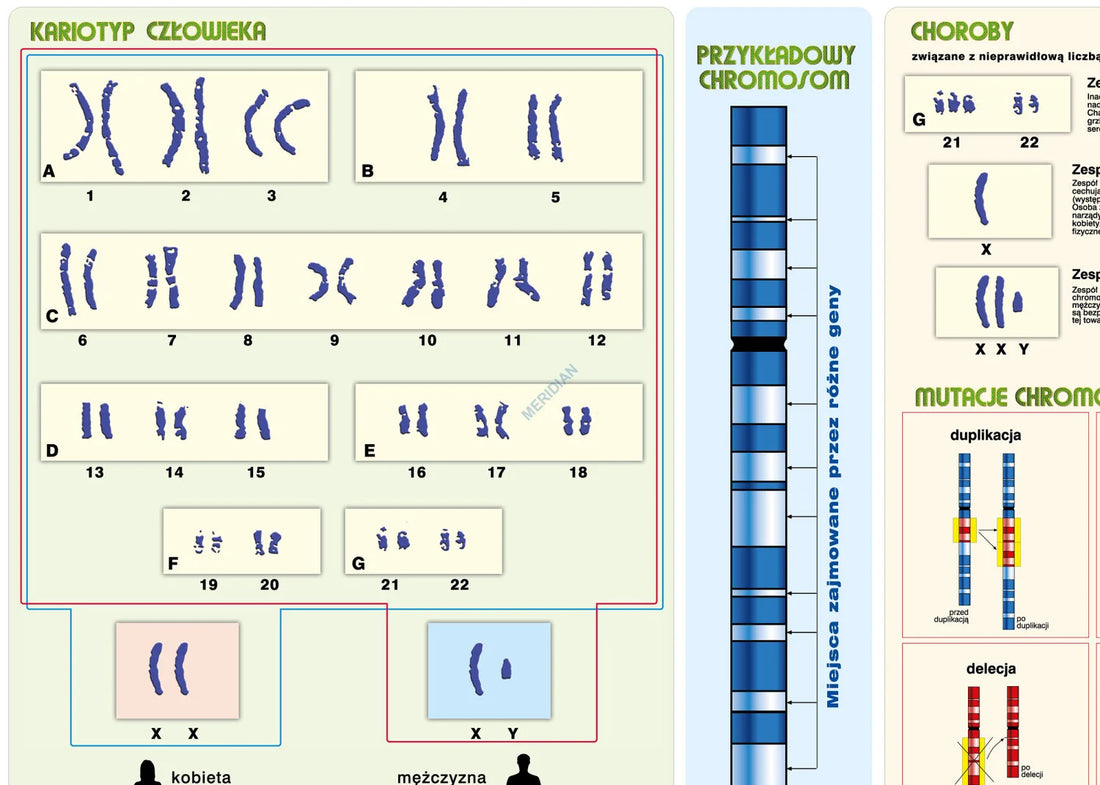 Podstawy genetyki - chromosomy w komórce człowieka - plansza dydaktyczna
