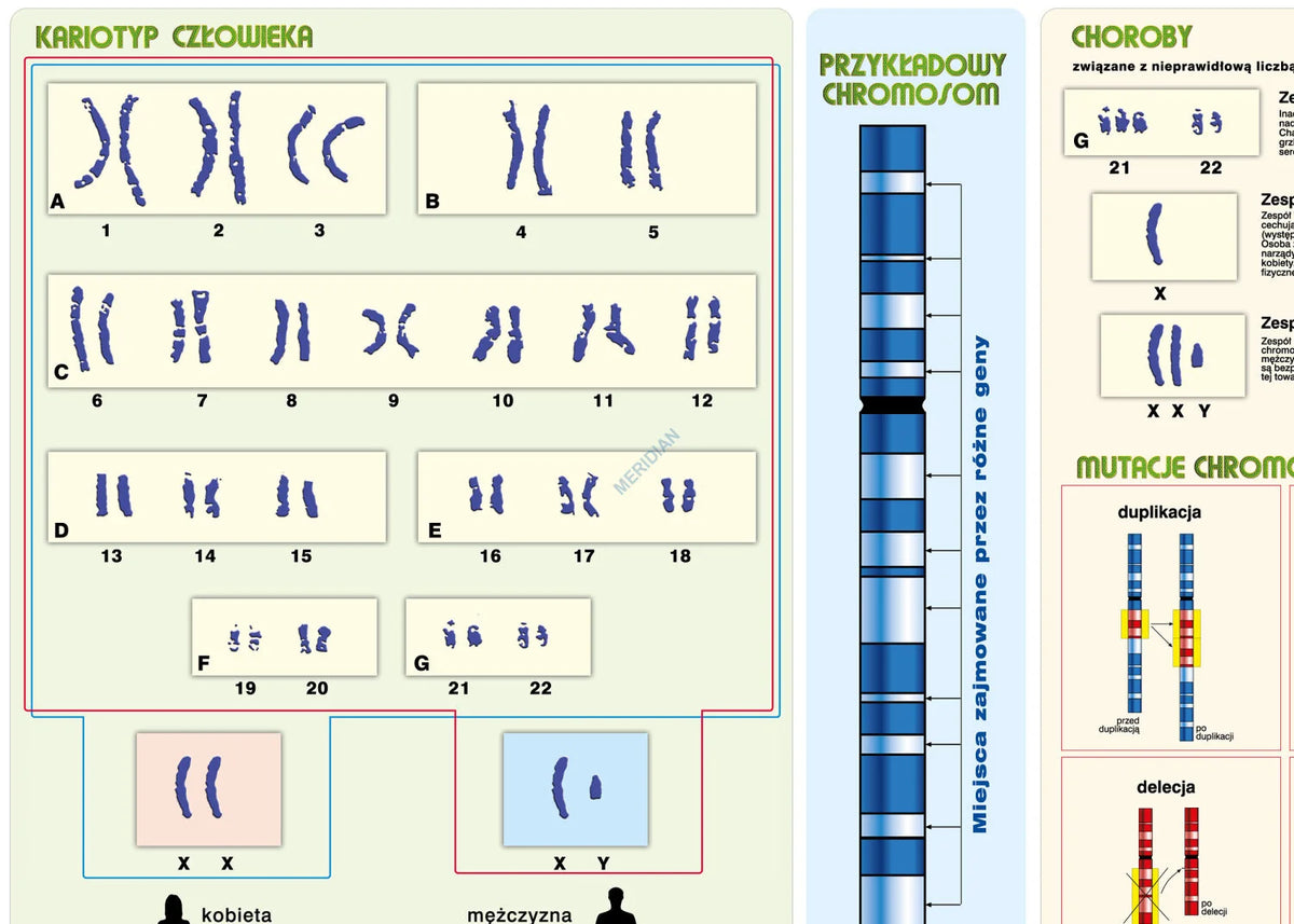 Podstawy genetyki - chromosomy w komórce człowieka - plansza dydaktyczna - zdjęcie 2
