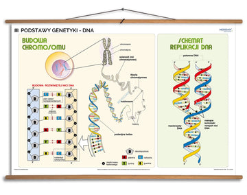 Podstawy genetyki - DNA - plansza dydaktyczna