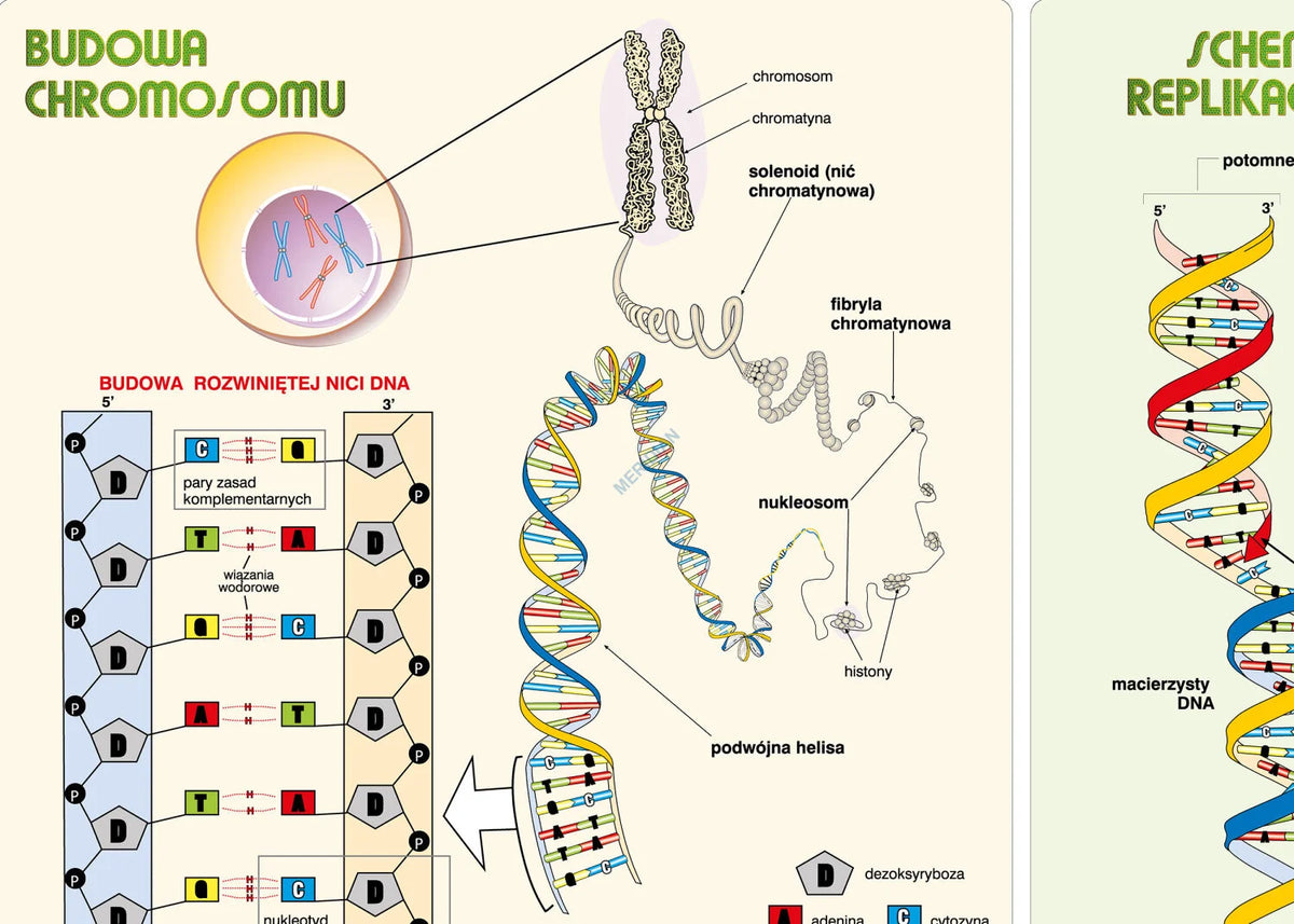 Podstawy genetyki - DNA - plansza dydaktyczna - zdjęcie 2