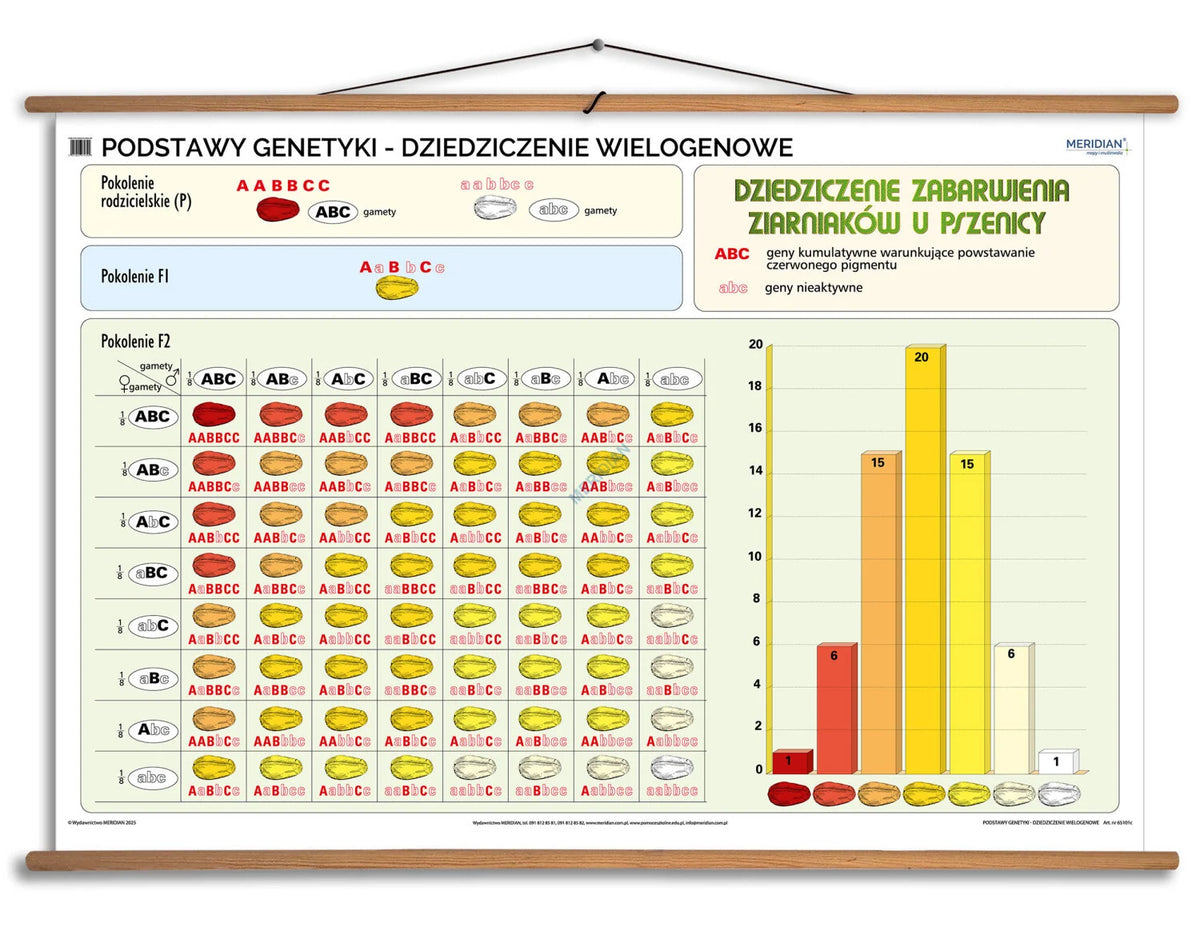 Podstawy genetyki - dziedziczenie wielogenowe - plansza dydaktyczna